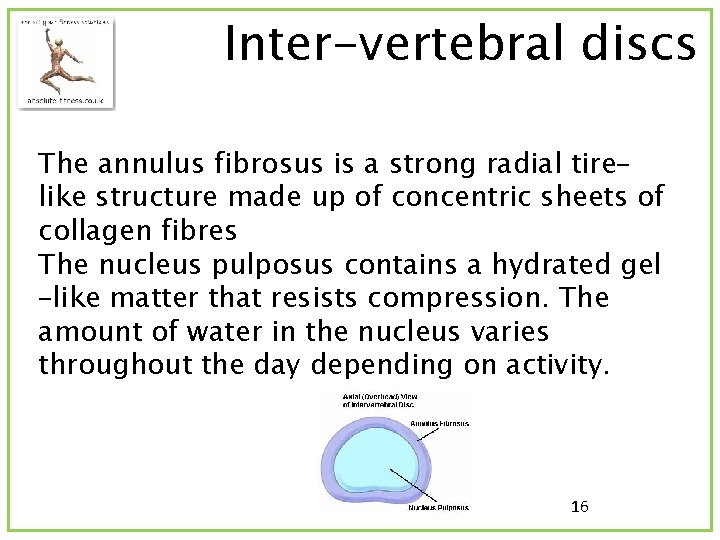 Inter-vertebral discs The annulus fibrosus is a strong radial tire– like structure made up
