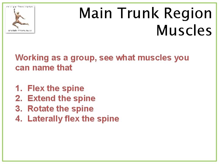 Main Trunk Region Muscles Working as a group, see what muscles you can name