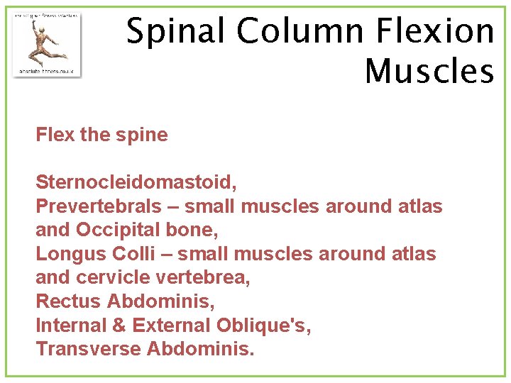 Spinal Column Flexion Muscles Flex the spine Sternocleidomastoid, Prevertebrals – small muscles around atlas