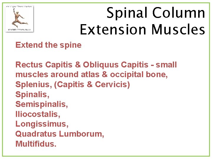 Spinal Column Extension Muscles Extend the spine Rectus Capitis & Obliquus Capitis - small