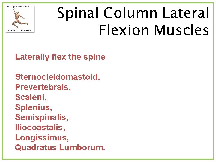 Spinal Column Lateral Flexion Muscles Laterally flex the spine Sternocleidomastoid, Prevertebrals, Scaleni, Splenius, Semispinalis,