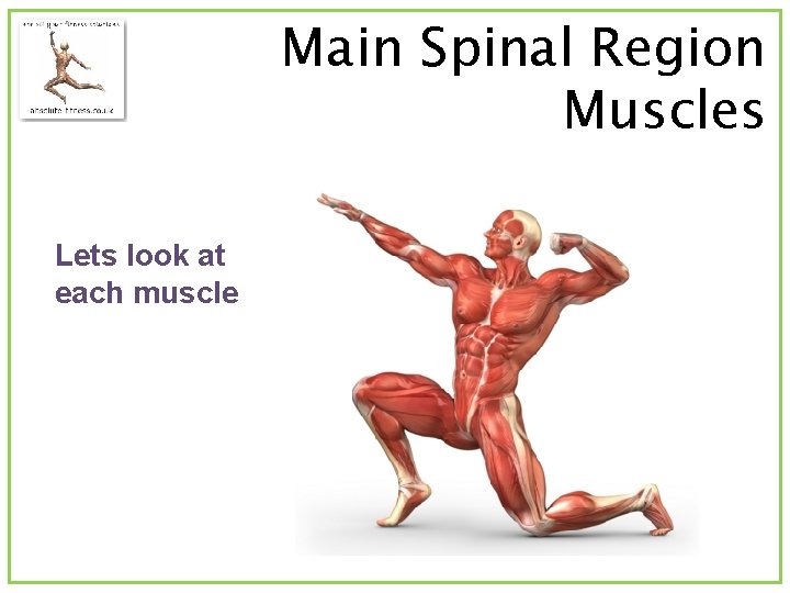Main Spinal Region Muscles Lets look at each muscle 