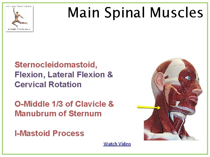 Main Spinal Muscles Sternocleidomastoid, Flexion, Lateral Flexion & Cervical Rotation O-Middle 1/3 of Clavicle