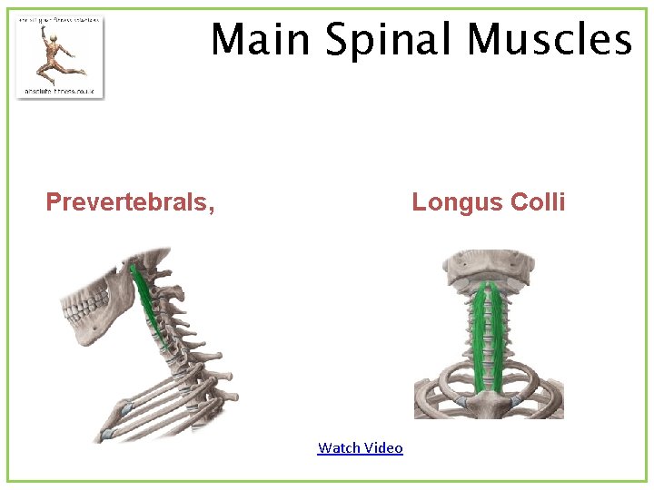 Main Spinal Muscles Prevertebrals, Longus Colli Watch Video 