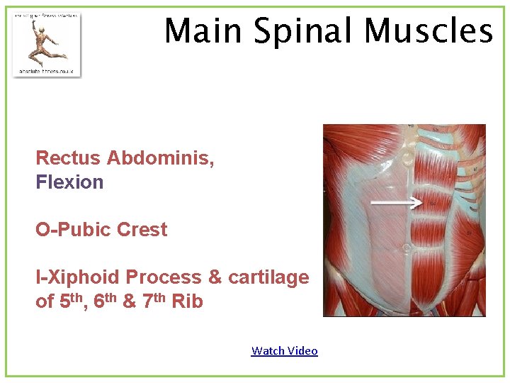 Main Spinal Muscles Rectus Abdominis, Flexion O-Pubic Crest I-Xiphoid Process & cartilage of 5