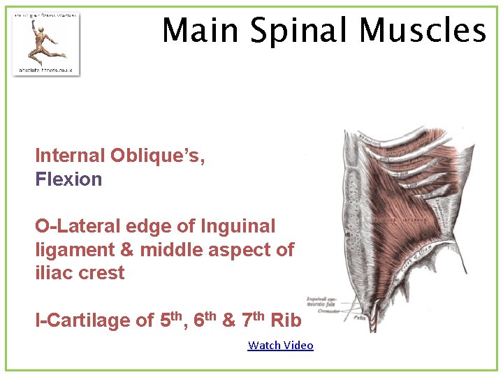 Main Spinal Muscles Internal Oblique’s, Flexion O-Lateral edge of Inguinal ligament & middle aspect