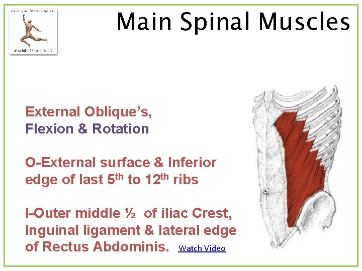 Main Spinal Muscles External Oblique’s, Flexion & Rotation O-External surface & Inferior edge of