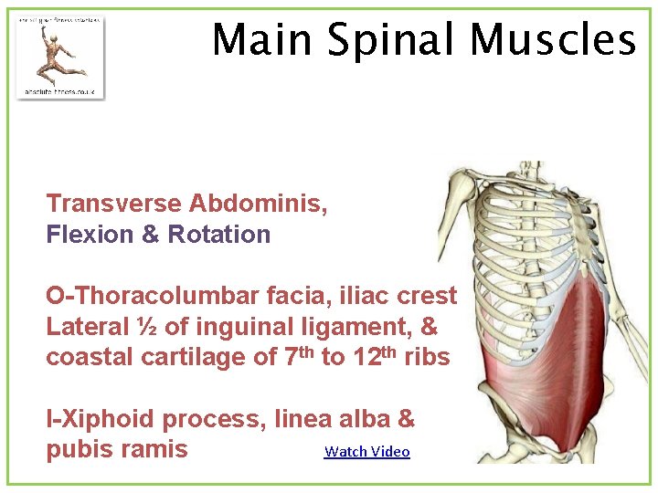 Main Spinal Muscles Transverse Abdominis, Flexion & Rotation O-Thoracolumbar facia, iliac crest Lateral ½