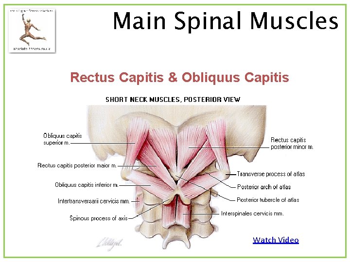 Main Spinal Muscles Rectus Capitis & Obliquus Capitis Watch Video 