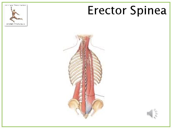 Erector Spinea 