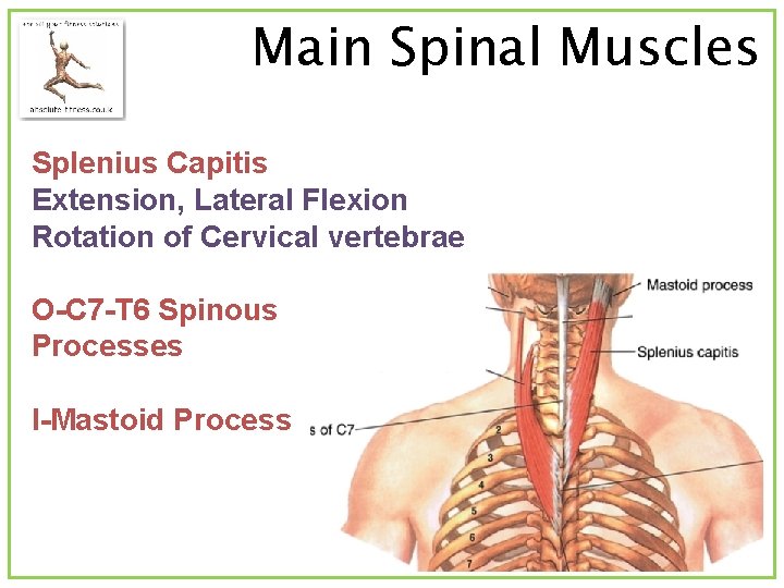 Main Spinal Muscles Splenius Capitis Extension, Lateral Flexion Rotation of Cervical vertebrae O-C 7