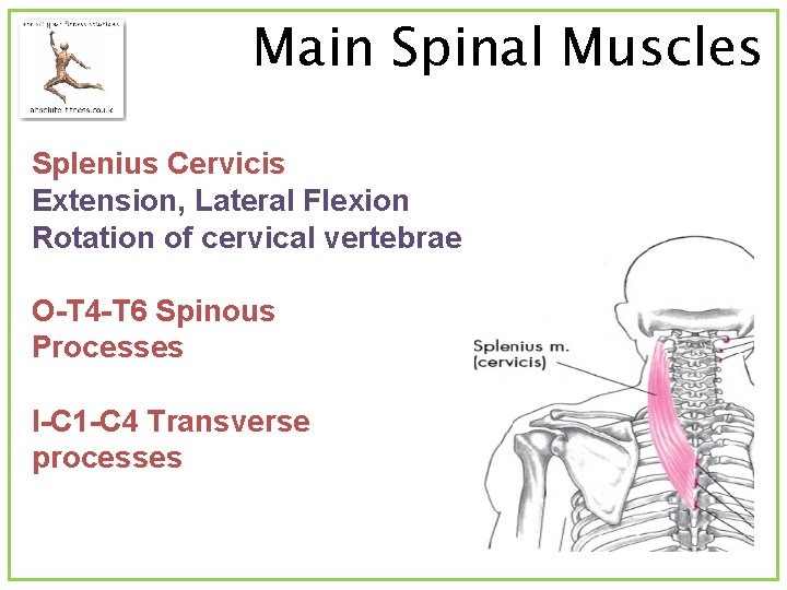 Main Spinal Muscles Splenius Cervicis Extension, Lateral Flexion Rotation of cervical vertebrae O-T 4