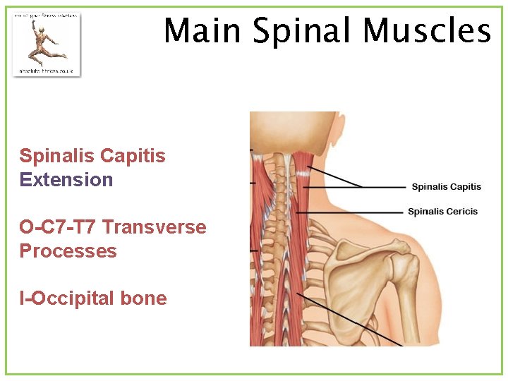Main Spinal Muscles Spinalis Capitis Extension O-C 7 -T 7 Transverse Processes I-Occipital bone