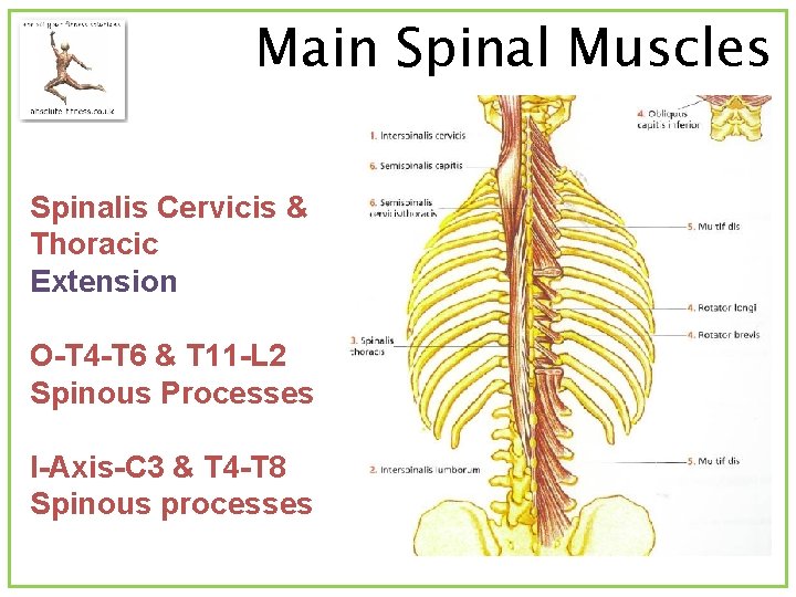 Main Spinal Muscles Spinalis Cervicis & Thoracic Extension O-T 4 -T 6 & T