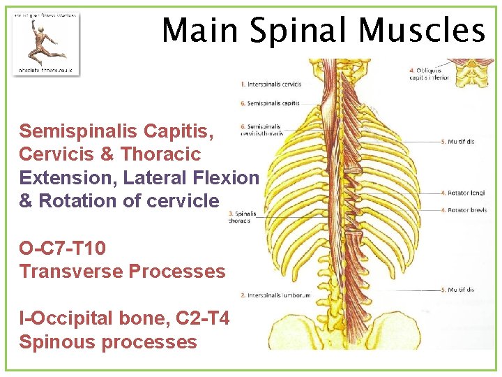 Main Spinal Muscles Semispinalis Capitis, Cervicis & Thoracic Extension, Lateral Flexion & Rotation of