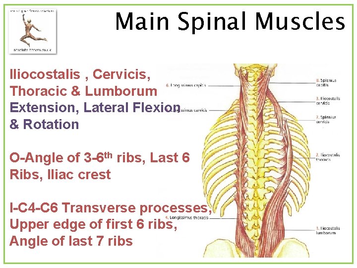 Main Spinal Muscles Iliocostalis , Cervicis, Thoracic & Lumborum Extension, Lateral Flexion & Rotation