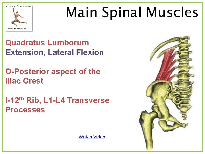 Main Spinal Muscles Quadratus Lumborum Extension, Lateral Flexion O-Posterior aspect of the Iliac Crest