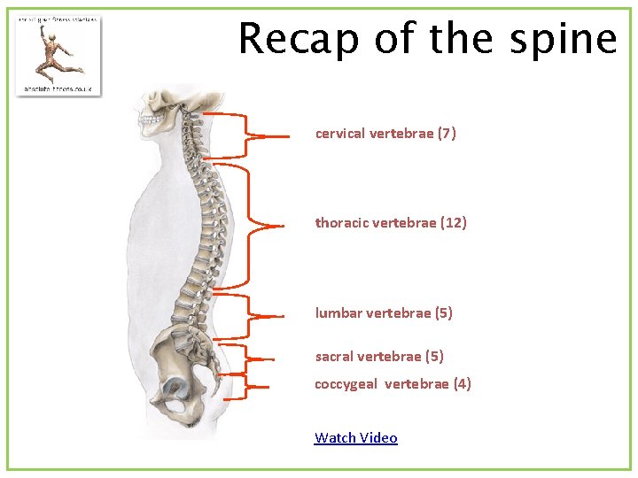 Recap of the spine cervical vertebrae (7) thoracic vertebrae (12) lumbar vertebrae (5) sacral