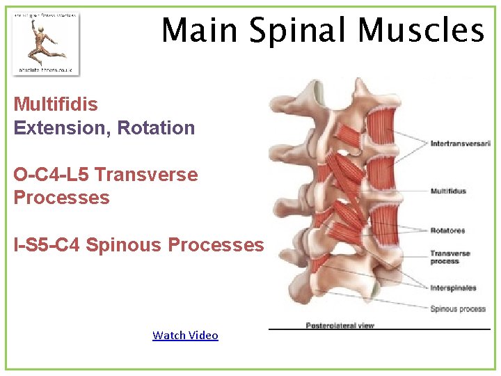 Main Spinal Muscles Multifidis Extension, Rotation O-C 4 -L 5 Transverse Processes I-S 5