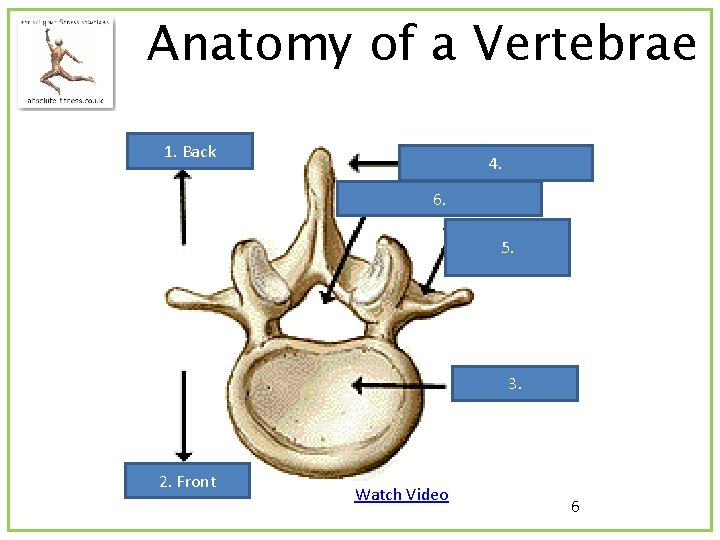 Anatomy of a Vertebrae 1. Back 4. 6. 5. 3. 2. Front Watch Video