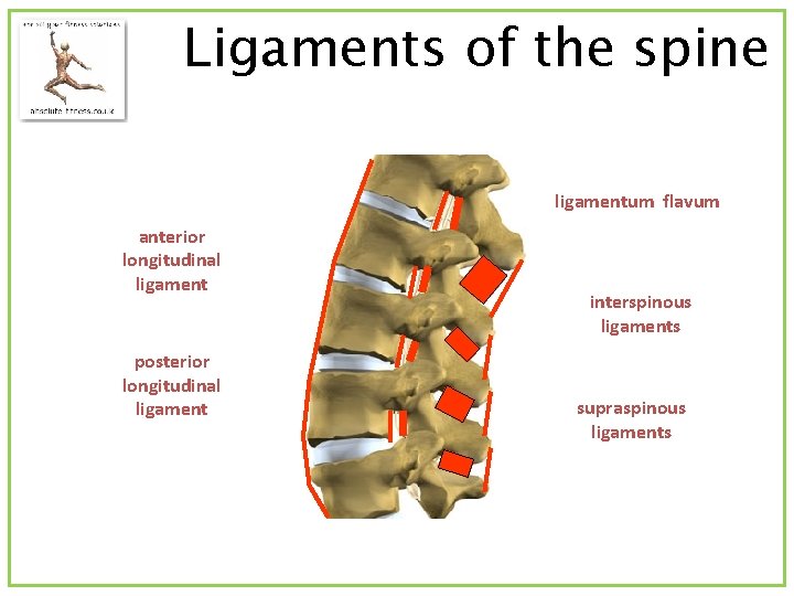 Ligaments of the spine ligamentum flavum anterior longitudinal ligament posterior longitudinal ligament interspinous ligaments