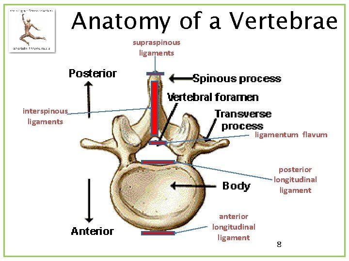 Anatomy of a Vertebrae supraspinous ligaments interspinous ligamentum flavum posterior longitudinal ligament anterior longitudinal