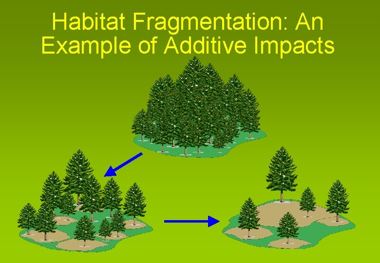 Habitat Fragmentation: An Example of Additive Impacts 