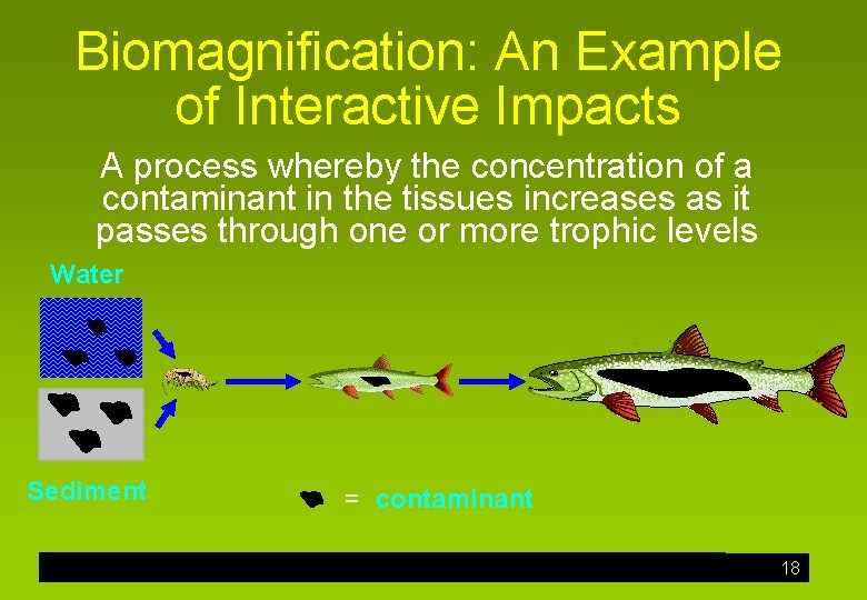 Biomagnification: An Example of Interactive Impacts A process whereby the concentration of a contaminant