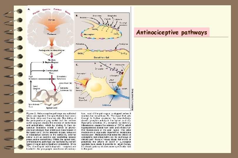 Antinociceptive pathways 