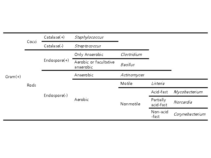 Cocci Catalase(+) Staphylococcus Catalase(-) Streptococcus Endospore(+) Gram(+) Only Anaerobic Clostridium Aerobic or facultative anaerobic