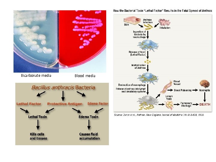 Bicarbonate media Blood media 