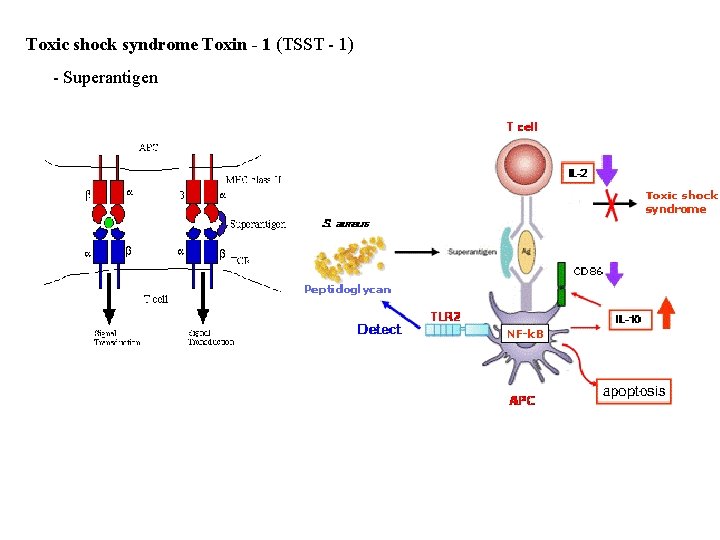 Toxic shock syndrome Toxin - 1 (TSST - 1) - Superantigen 