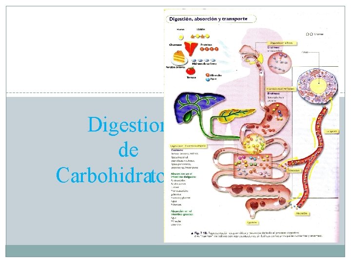 Digestion de Carbohidratos 