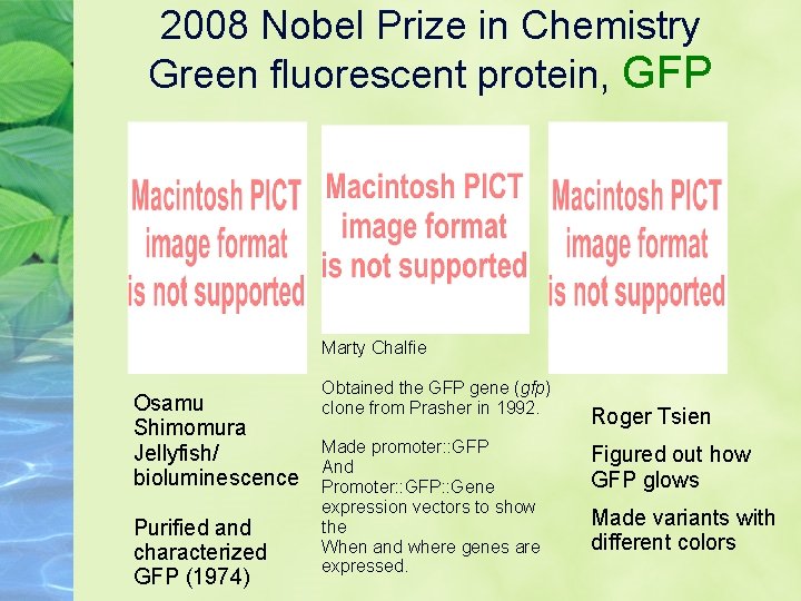 2008 Nobel Prize in Chemistry Green fluorescent protein, GFP Marty Chalfie Osamu Shimomura Jellyfish/