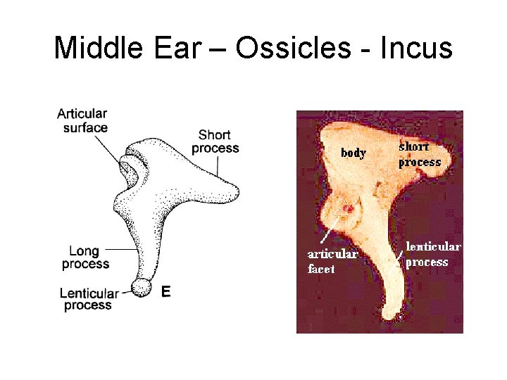 Middle Ear – Ossicles - Incus 