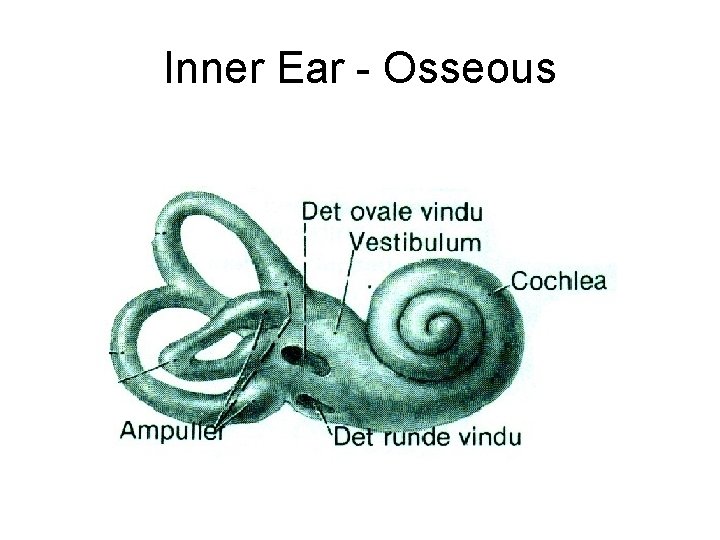 Inner Ear - Osseous 