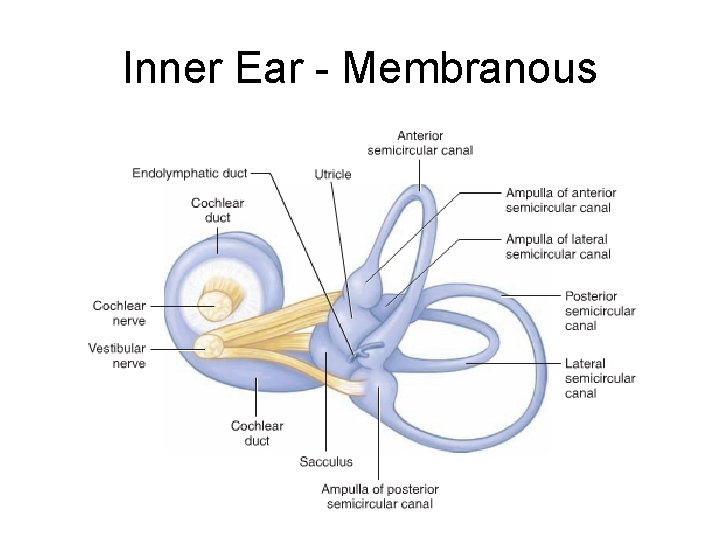 Inner Ear - Membranous 