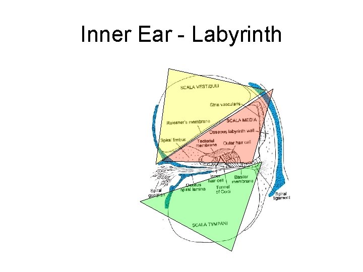 Inner Ear - Labyrinth 