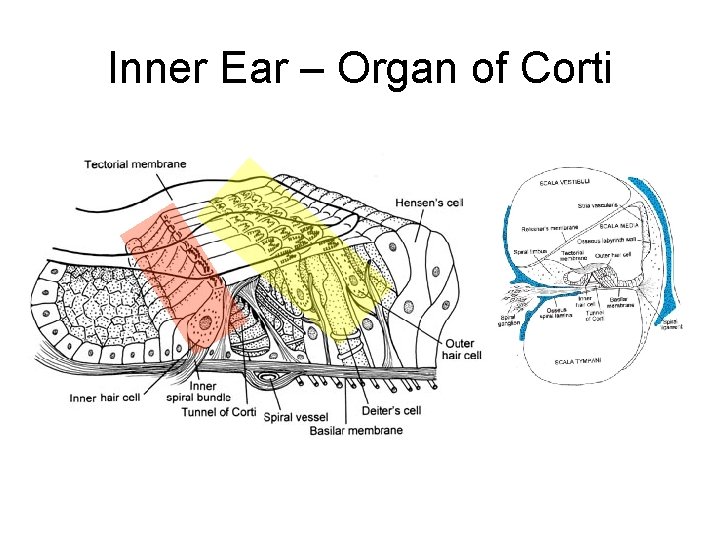 Inner Ear – Organ of Corti 