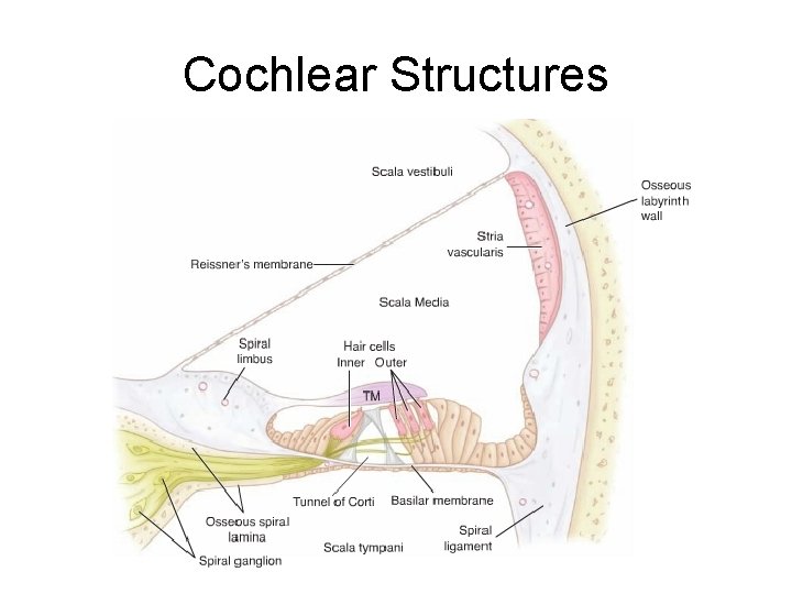 Cochlear Structures 