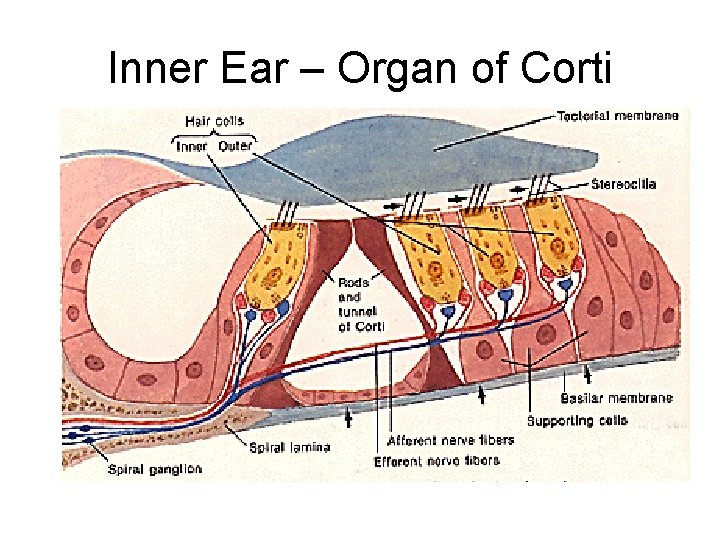 Inner Ear – Organ of Corti 