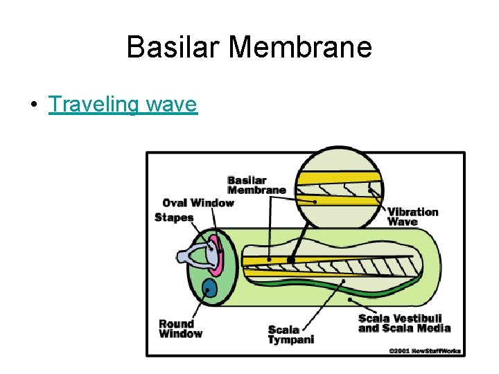 Basilar Membrane • Traveling wave 