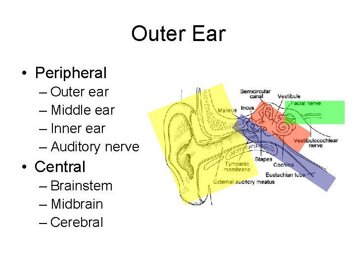 Outer Ear • Peripheral – Outer ear – Middle ear – Inner ear –