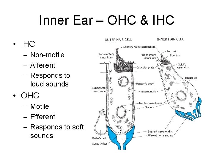 Inner Ear – OHC & IHC • IHC – Non-motile – Afferent – Responds