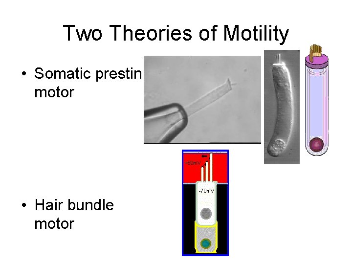 Two Theories of Motility • Somatic prestin motor • Hair bundle motor 