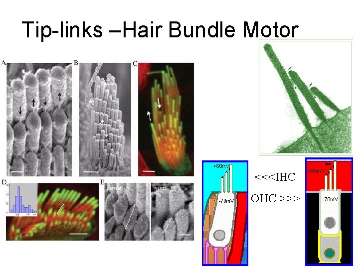 Tip-links –Hair Bundle Motor <<<IHC OHC >>> 