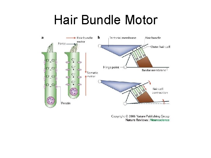 Hair Bundle Motor 