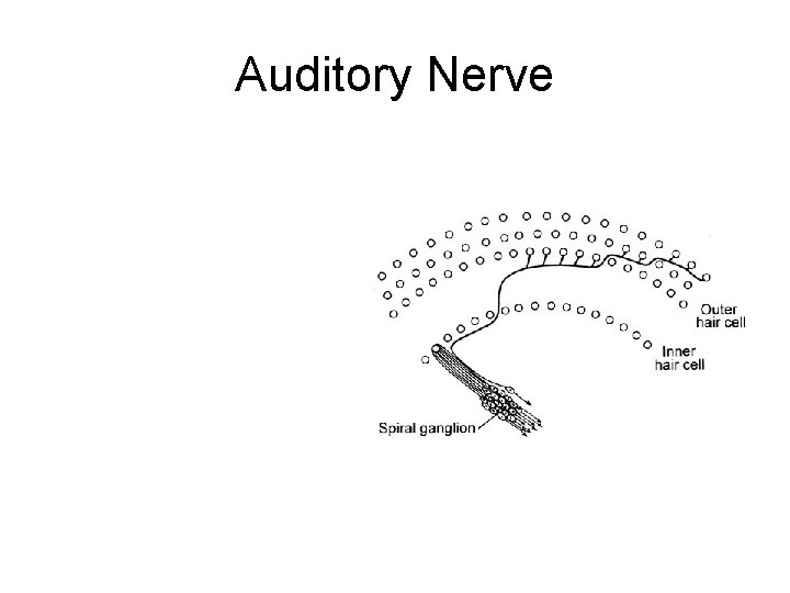 Auditory Nerve 