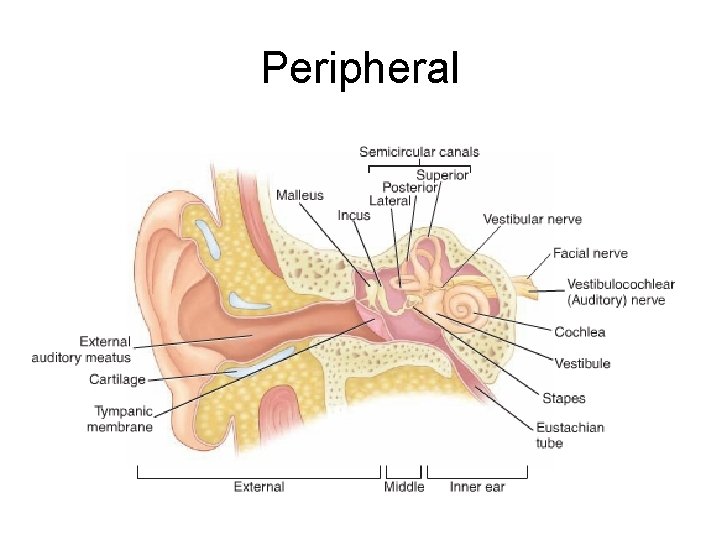 Peripheral 