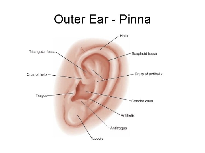 Outer Ear - Pinna 